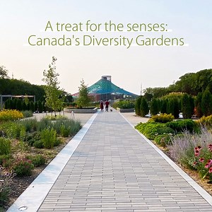 In Winnipeg, there's a new way to soak up some of nature’s beauty. Canada’s Diversity Gardens is Assiniboine Park & Zoo's latest and most ambitious venture. Before the summer is through, plan to visit Assiniboine Park and awaken your senses! Read the full blog post for more recommendations: https://manito.ba/Assiniboine-Park_DiversityGardens #TMBpartner #StaySafe | Manitoba