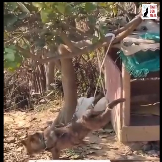 VIETNAM: UNSURE: IS IT HOME PUNISHMENT OR A SCAMMER (Music on video) Initially I thought this looks like home punishment to a dog who's chased chickens. If that's the case at least they didn't hack the dog with a machete (which is what often happens.) However the original video had no location or contact info. "IF" the dog chased chickens the dog will be untied (NOTE: it's ridiculous thinking because the dog will NOT learn a lesson from torture.) ANOTHER POSSIBILITY is that it's animal scamming.