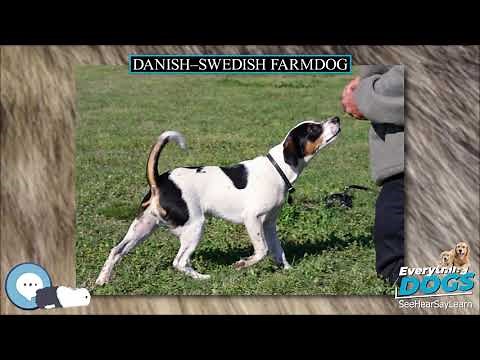 Danish–Swedish Farmdog 🐶🐾 Everything Dog Breeds 🐾🐶