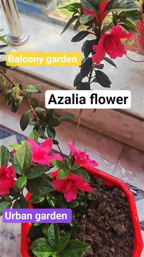 Azalea plant | my urban balcony garden #satisfying #shorts #planting #gardening #azalia #shortvideo
