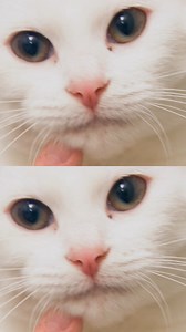 42K views · 1K reactions | How to find out if your cat is deaf... | Vet On The Hill | Facebook