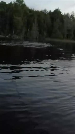 Chas on Instagram: "This is hands down one of the CRAZIEST topwater musky jumps I’ve ever caught on camera. From the explosive first leap when it crushed my TopRaider to the chaotic boatside gator roll where it nearly launched into my boat… this entire fight was absolute madness!!! This musky has followed earlier in the day and the classic topwater and sunset got the job done. #ReconBoats #JoeBucherTackle #CrowRockLodge #BestRodsOnEarth #StCroixRods #Musky #Muskie #MuskieFishing"