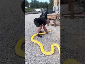 How big is this snake really?