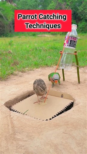 Parrot Catching Techniques #comedy #funny #birds