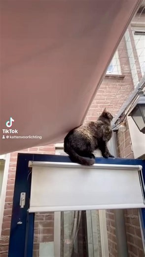 Two big birds… not singing sweet songs, but causing a lot of excitement 🤣