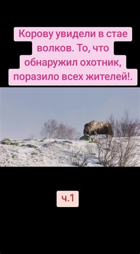 A cow was spotted among a pack of wolves. What the hunter discovered astonished everyone!