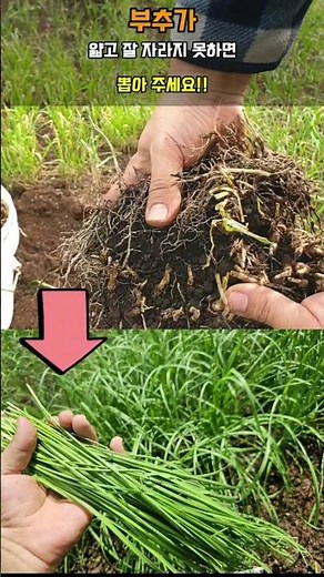 If your chives are thin and not growing well, pull them out and do this. The chives will become t...