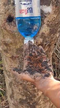 Survival Skills SIMPLE And USEFUL save SOAP and Water in Forest #survival #outdoors #camping