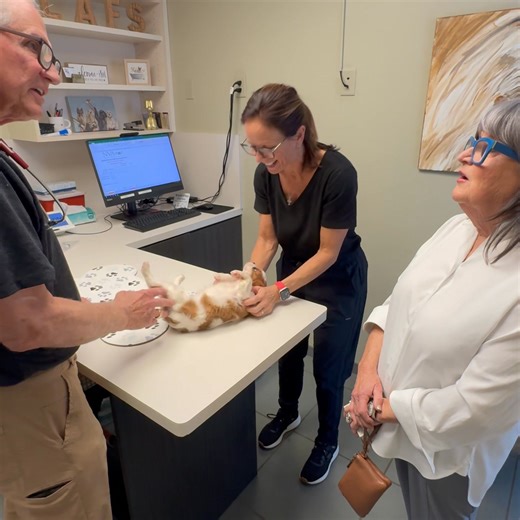 Animal Medical Center on Reels