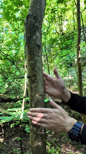 Inspirgreen on Instagram: "ASMR Tree Therapy. You’ll feel it before you understand. #treemassage #asmr #naturesound #visualcalm #dopaminereset #inspirgreen"