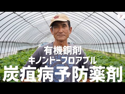 【いちご栽培】炭疽病を予防する薬剤とは！ 有機銅水和剤キノンドーフロアブルのご紹介