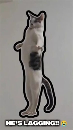 Lagging Cat Glitch 💀