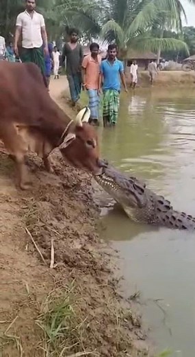 Crocodile vs Cow: A Terrifying Close Encounter! 🐊🐄