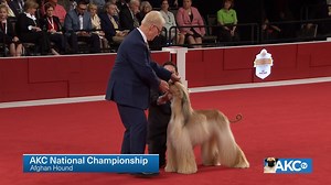 10K views · 21 reactions | The thick, silky, flowing coat that is the breed’s crowning glory isn’t just for show — it served as protection from the harsh climate in mountainous regions where Afghans originally earned their keep. Meet the Afghan Hound! | AKCtv | Facebook