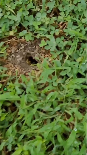 AGGRESSIVE Yellow Jacket Underground - Swarmed and Attacked! #fyp #viral #hornetking #viralvideo | Hornet King