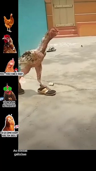 Galinhas Engraçadas: Humor e Diversão na Fazenda