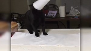 7.5K views · 163 reactions | Cats doing what they do best | Amazing World | Facebook