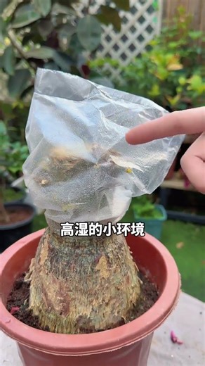 Secret to Money Tree Germination - Boost Your Wealth Growth