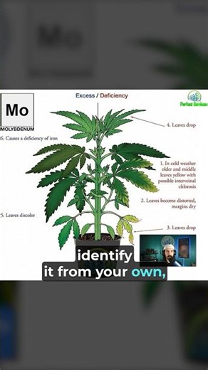 How Molybdenum Deficiency Appear in Plants