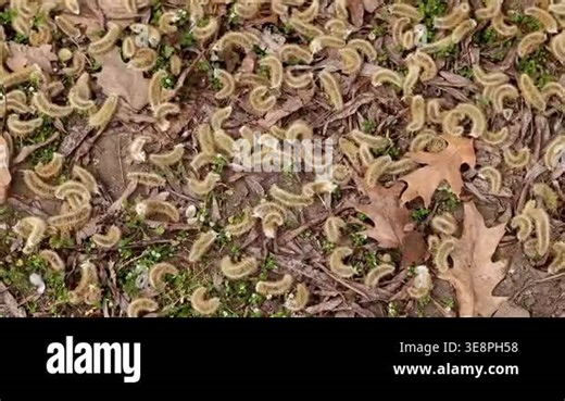 Fallen willow catkins on the ground. Close-up of fallen fluffy willow catkins lying on the ground covered with dry brown oak leaves and fine green grass. Natural background Stock Video Footage - Alamy