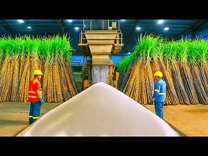 JAK powstaje CUKIER z TRZCINY | TAK produkuje się CUKIER w GIGANTYCZNYCH FABRYKACH