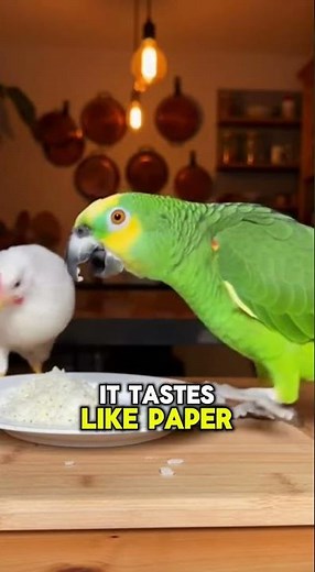 PARROT Roasts Chef: "Where's the Lamb Sauce?!" 🦜🍽️😂
