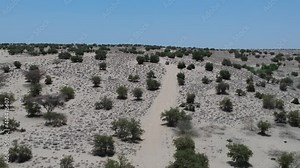 Sandy track on the white desert sand and green trees off-road vehicle in the distance standing on the sand track.