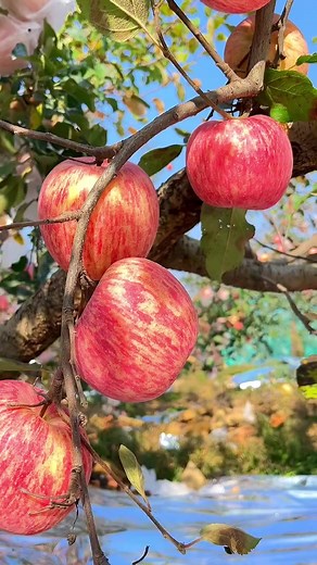 Beautiful apple #apple #fruit #fypfruit #summerfruit #summerfruitishere #fruitreels #naturefruit #fruitvideo | Jacky Zh