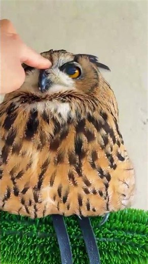 This Majestic Owl Melts in 2 Seconds!