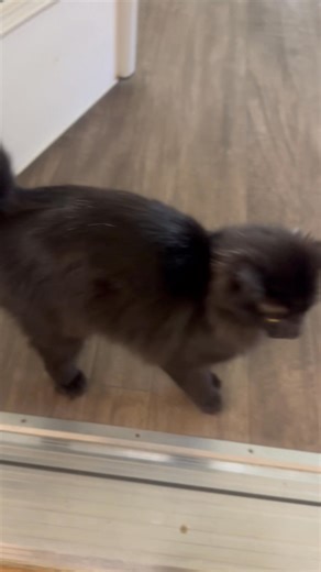 9.4K views · 788 reactions | It's All About The Animals, Inc. on Reels | Facebook