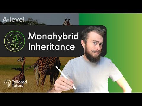Monohybrid Inheritance | A Level Biology Revision