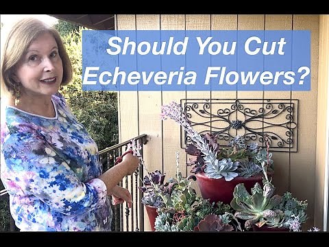 Should you Cut Echeveria Flowers?