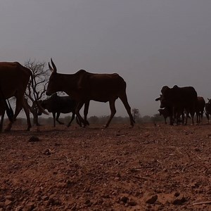 “My message to the world leaders ahead of #COP26 is this; it is absolutely critical that they prioritise and help the poorest, the most vulnerable, adapt to the climate change.” Robert Mardini, our Director-General on the invisible front line of #climatechange in conflict zones. New footage available on our #newsroom https://bit.ly/2ZyTAR6 | International Committee of the Red Cross - Africa | Facebook