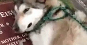 Dog cries at owner's grave (Video)