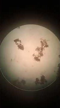 🔬 Observing Using a Microscope | Detailed & Fun! 👀✨ #Microscope #Science #Practical