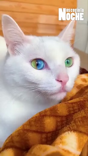 8.1K views · 57 reactions | ¿Qué es la heterocromía? En...