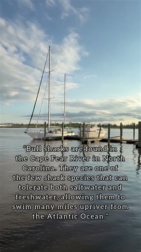 Sharks In The River #shark #capefear #river