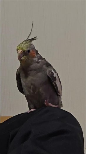 『あひ』さんの歌聴いて♫