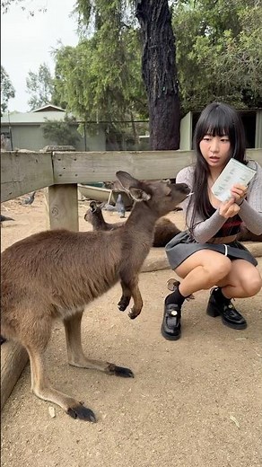 Kangaroo ate my ticket😂 This guy ate my ticket!!!