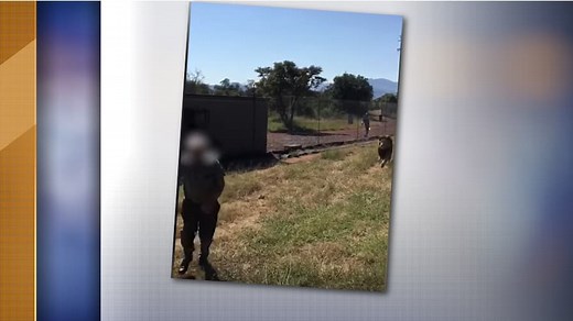 Un lion attaque l'homme qui s'est occupé de lui depuis la naissance