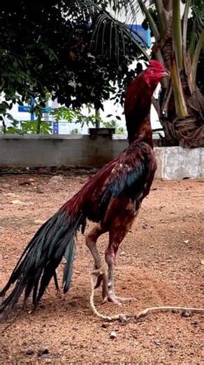 beautiful parrot big long tail aseel murga✨❤ only 3500 rupees