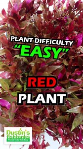 11 reactions | ALTERNANTHERA REINECKII "VARIEGATED" is available for sale! Shop Now! There is a reason this is our #1 Best Selling plant. YOU WON'T FIND BETTER.- Period. Grab this FIRE aquarium plant while we have it in stock! TANK ON! | Dustin's Fishtanks | Facebook