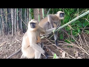 Monkey Vlogs Part 89 | Morning Routine with Our Cute Monkey 🐒🌞