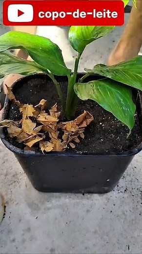 lírio da paz como fiz para plantar