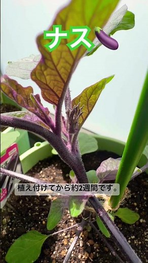 プランター ナス #ナス栽培 #プランター栽培 #家庭菜園#ナスの育て方