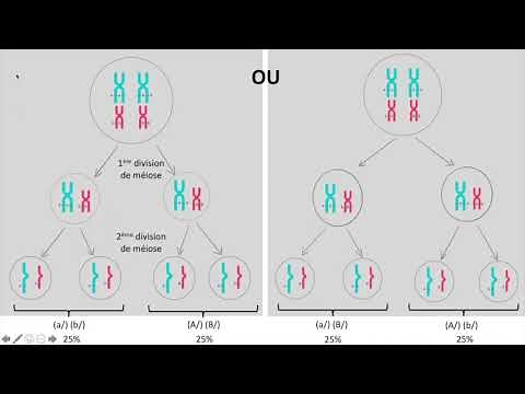 Inter and intrachromosomal mixing