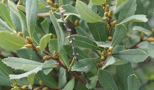 Bog Myrtle Benefits and Uses