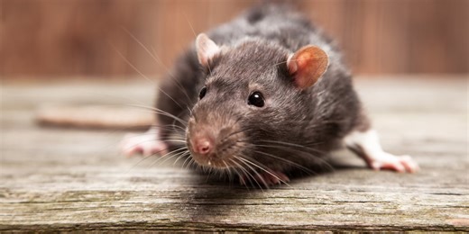 Pest control expert offers tips on keeping critters out of your home ahead of the fall season