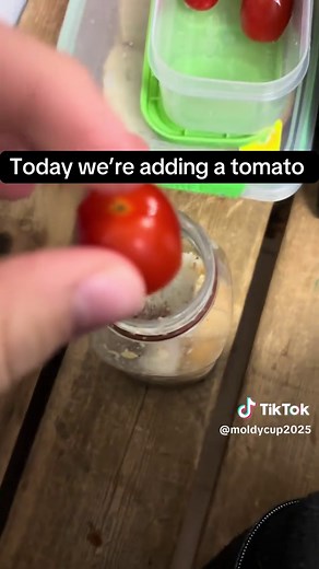 Moldy Cup Creation: Day 14 with a Tomato Addition