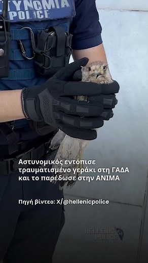 Ένα μικρό γεράκι, το οποίο ήταν τραυματισμένο, εντοπίστηκε στη ΓΑΔΑ και μεταφέρθηκε για περίθαλψη στον Σύλλογο Προστασίας & Περίθαλψης Άγριας Ζωής ΑΝΙΜΑ. #enikos #enikosgr #tiktokgreece #ελληνικοτικτοκ #fyp